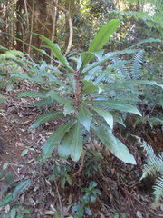 Anopterus macleayanus