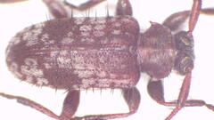 Exocentrus miselloides