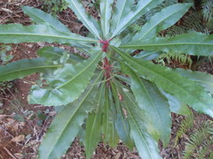 Anopterus macleayanus