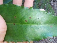 Anopterus macleayanus