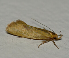 Microbela monodyas