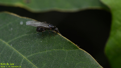Lasius japonicus