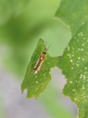 Campyloneura virgula