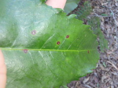 Anopterus macleayanus