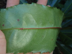 Anopterus macleayanus