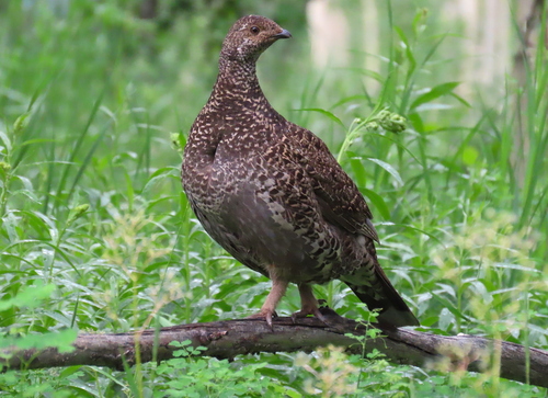 Dusky Grouse
