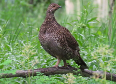 Dusky Grouse photo 4