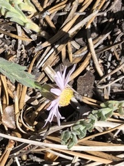 Erigeron breweri jacinteus