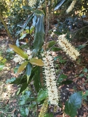 Macadamia ternifolia