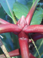 Anopterus macleayanus