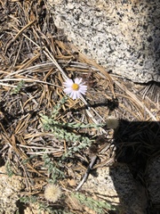 Erigeron breweri jacinteus