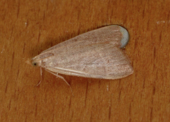 Hypsopygia albidalis