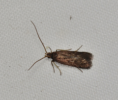 Lecithocera terrigena