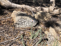 Erigeron breweri jacinteus