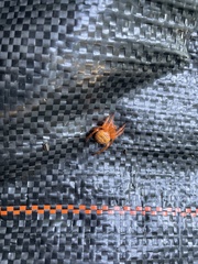 Araneus iviei