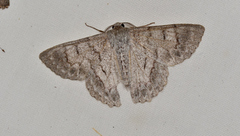Crypsiphona tasmanica