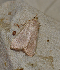 Hypsopygia albidalis
