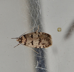 Scatochresis episema