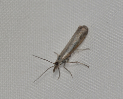 Ptochostola microphaeellus