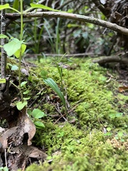 Platanthera clavellata