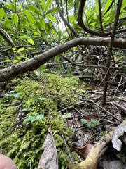 Platanthera clavellata