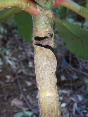 Anopterus macleayanus