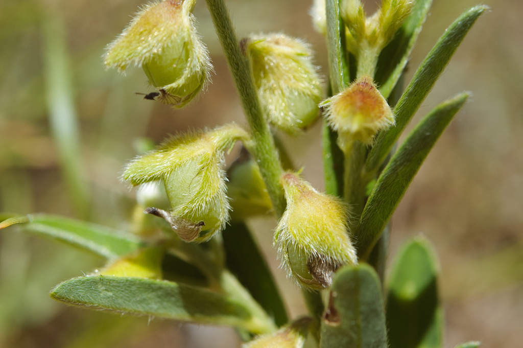 Crotalaria linifolia (Crotalaria linifolia)