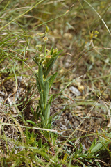 Crotalaria linifolia