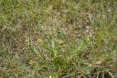 Crotalaria linifolia