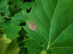 Ectoedemia platanella