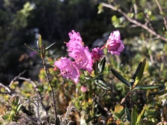 Kalmia polifolia