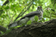 Accipiter virgatus