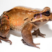 Leptodactylus - Photo (c) Brian Gratwicke, μερικά δικαιώματα διατηρούνται (CC BY)