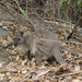 Black Wallaroo - Photo (c) Peter and Shelly, some rights reserved (CC BY-NC), uploaded by Peter and Shelly