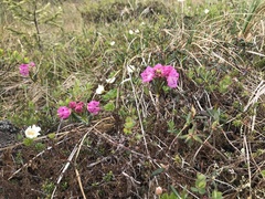 Kalmia polifolia