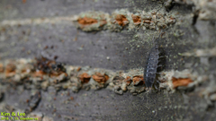 Koreoniscus racovitzai