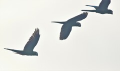 Orthopsittaca manilatus