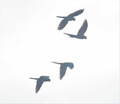 Orthopsittaca manilatus