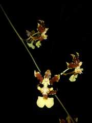 Oncidium dichromaticum