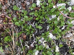 Salix herbacea