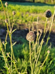 Centaurea scabiosa