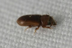 Tropicus pusillus