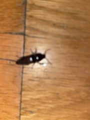 Orthostethus infuscatus