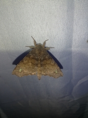 Olceclostera brama