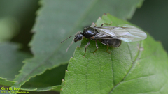 Lasius japonicus
