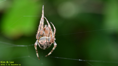 Neoscona multiplicans