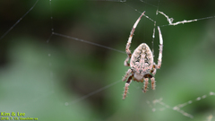 Neoscona multiplicans