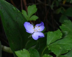 Elasis guatemalensis