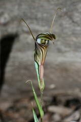 Pterostylis dolichochila