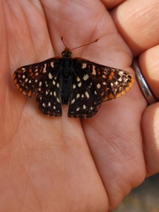 Euphydryas colon